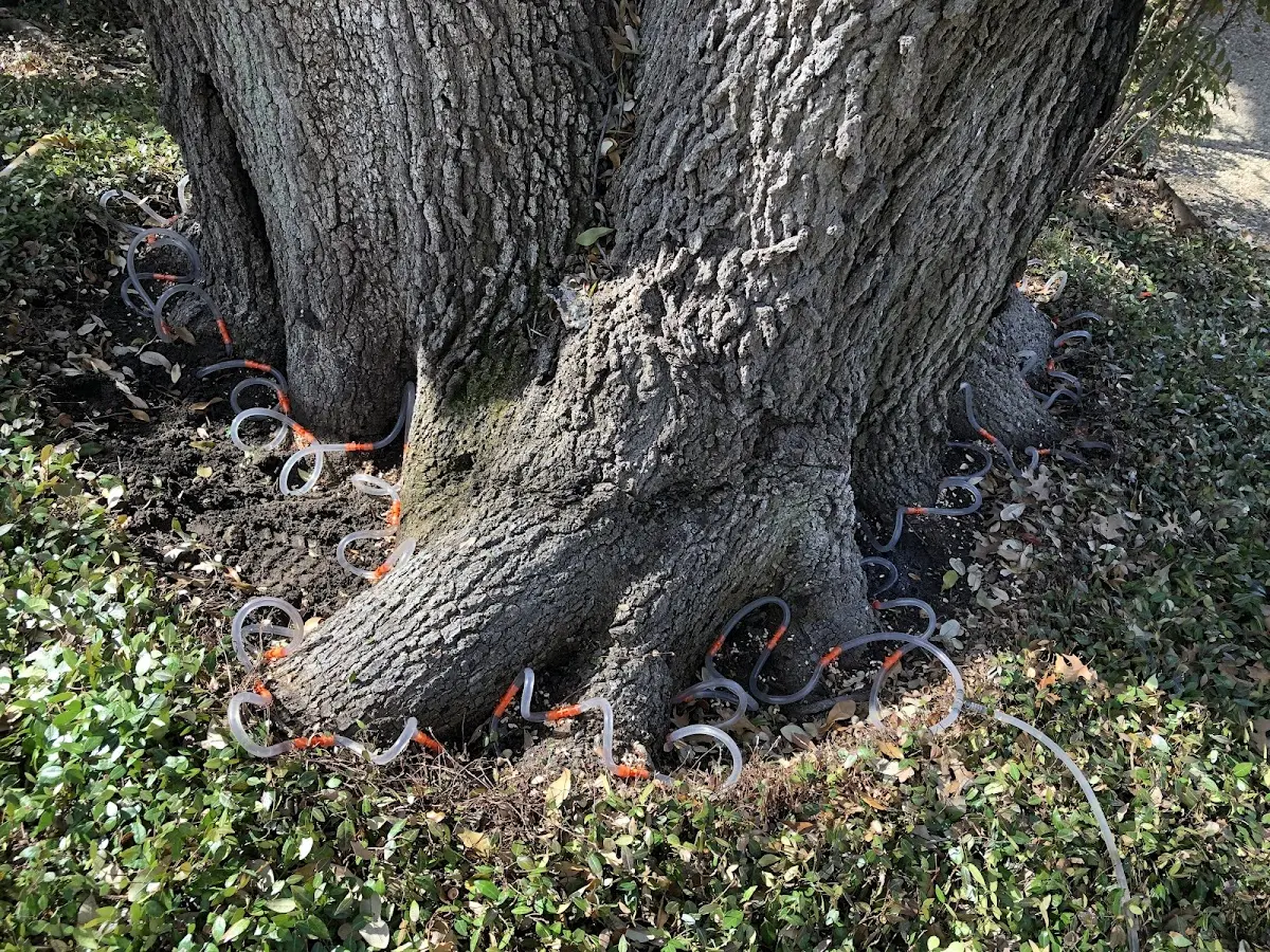 Detailed Tree Cabling and Bracing job site in Scales Mound