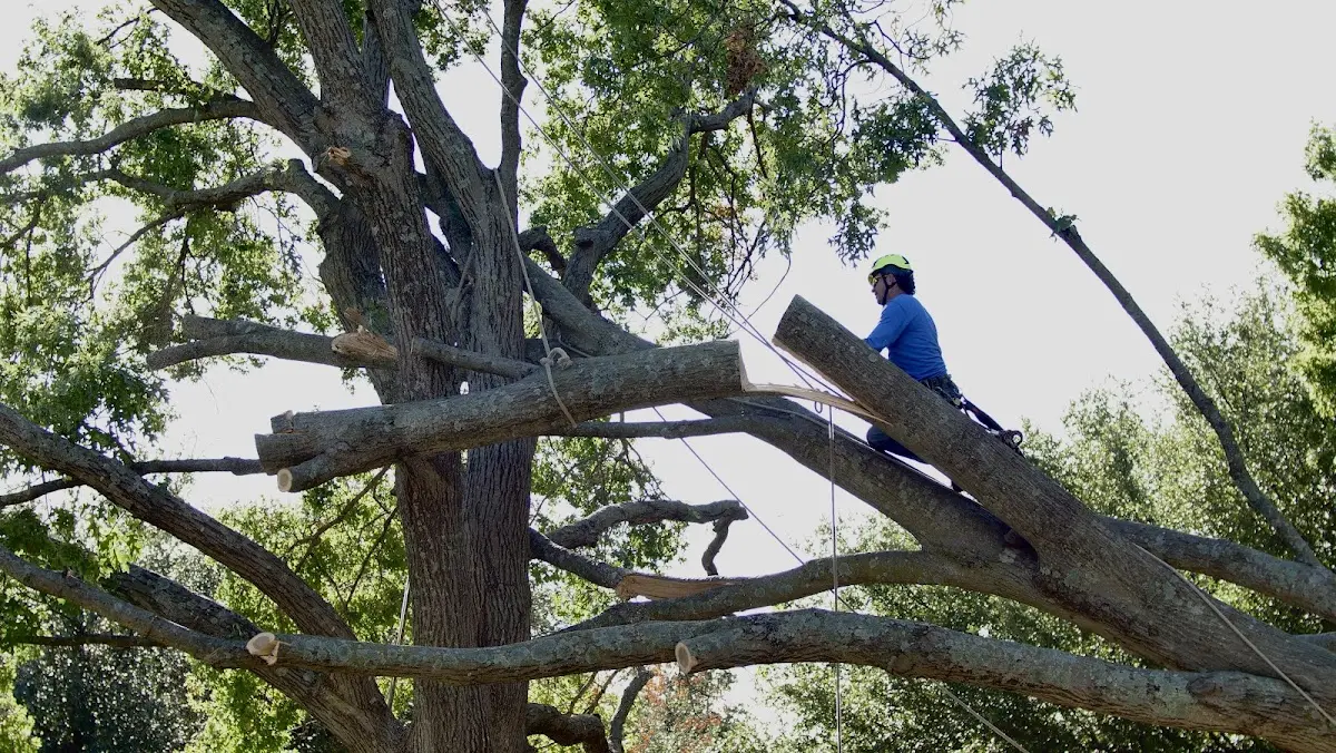 Professional Crown Thinning performed by certified arborists in Scales Mound