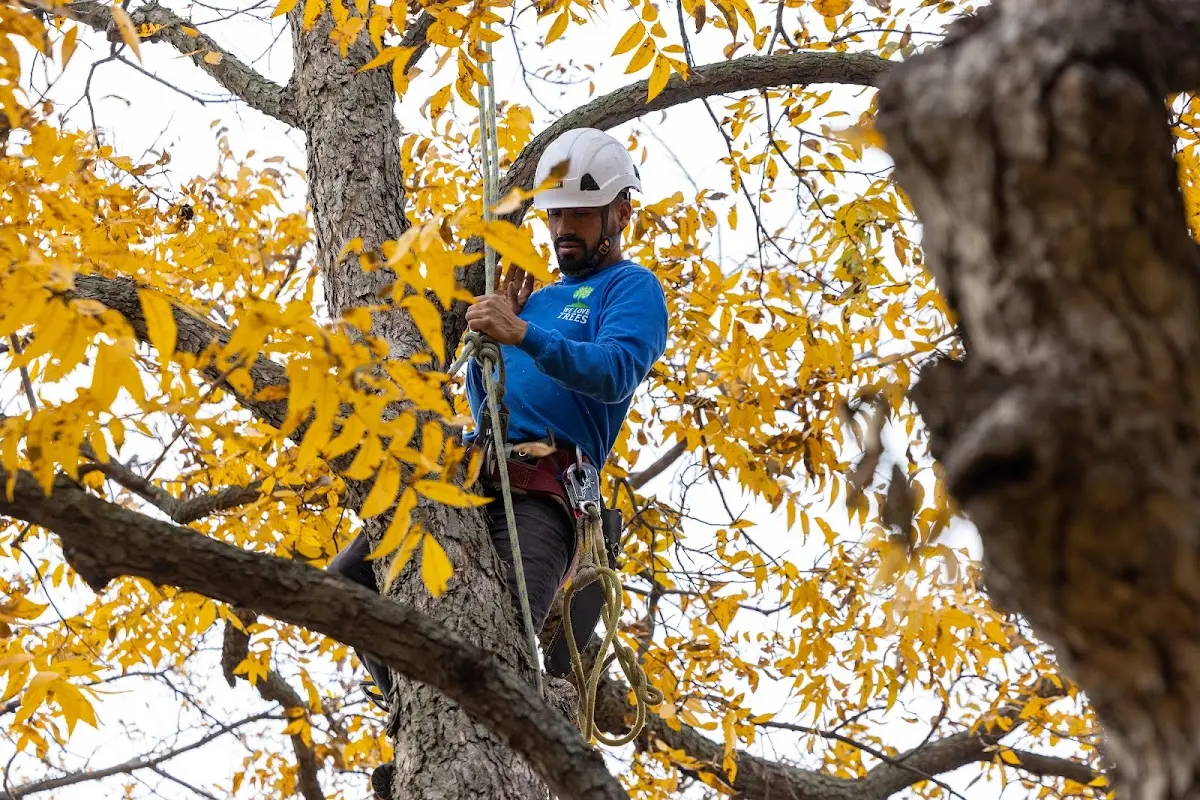 Skilled Tree Transplanting crew working in Scales Mound