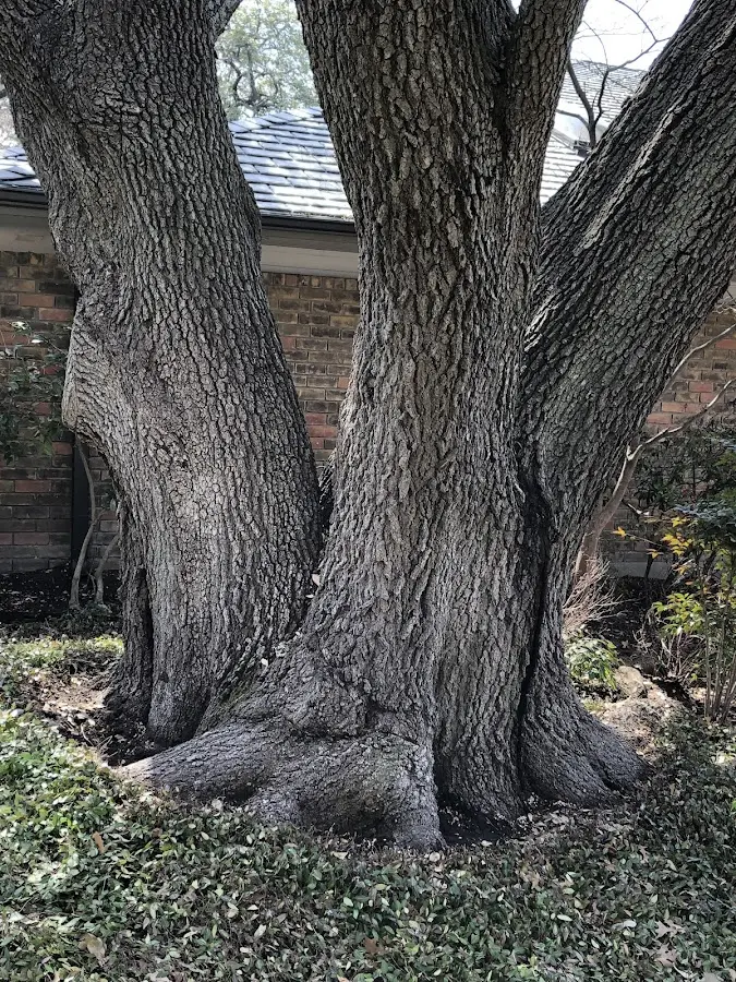 Mature heritage tree close to a Scales Mound property cared for by certified arborists